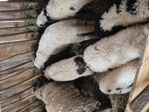 Vând miei detalii doar la telefon - imagine 2