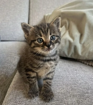 British Shorhair - imagine 2