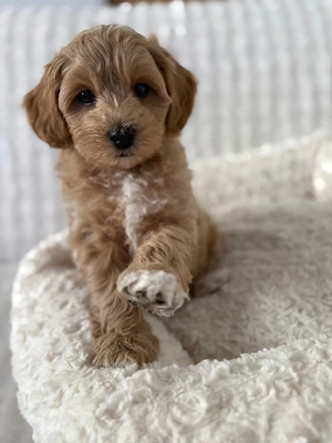 Maltipoo poodle mini toy  - imagine 2