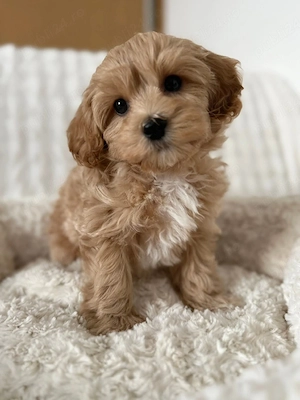 Maltipoo poodle mini toy  - imagine 3