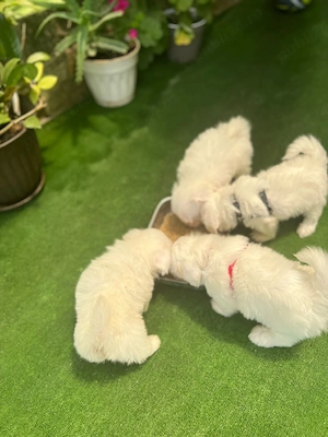 Vînd Cățeii Bichon Maltez Miny - imagine 2
