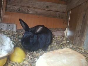 Vând iepurii - imagine 2