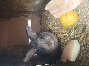 Vând iepurii - imagine 4