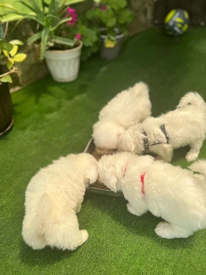 Vînd Cățeii Bichon Maltez Miny - imagine 4