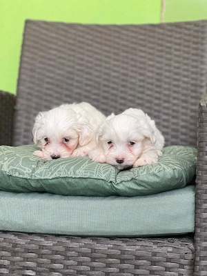 Vînd Cățeii Bichon Maltez Miny - imagine 5