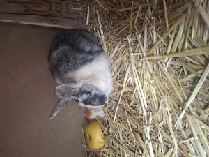 Vând iepurii - imagine 5