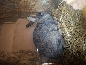 Vând iepurii - imagine 3