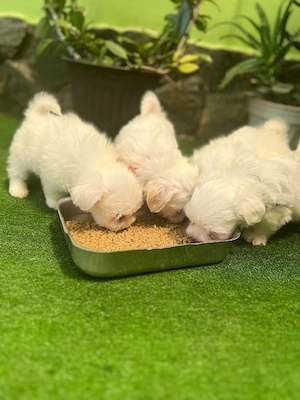 Vînd Cățeii Bichon Maltez Miny - imagine 3