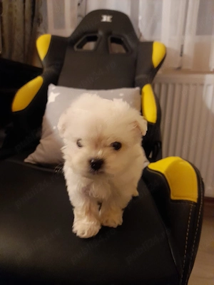 Vînd Cățeii Bichon Maltez Miny
