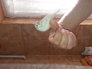 Vand Zebră Cinteza australiana fetita  - imagine 3