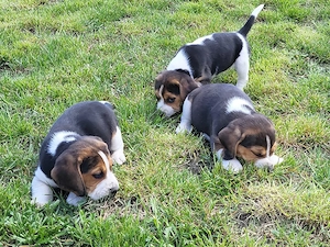 Cătei beagle