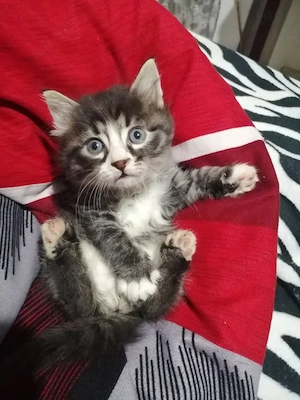 Norvegiana de Pădure 