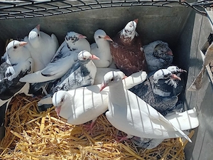 vind pui voiajori deparazitați și vaccinați  - imagine 2