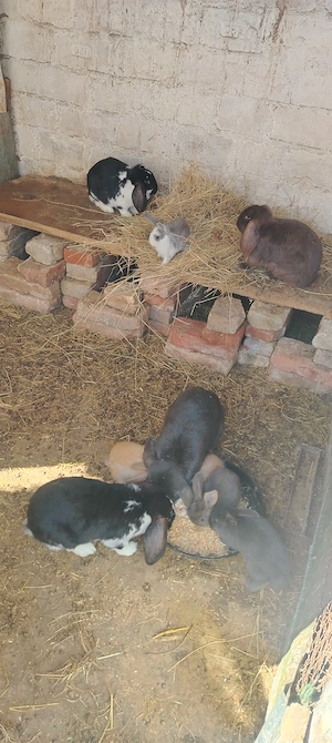 Iepuri berbec german de o luna 