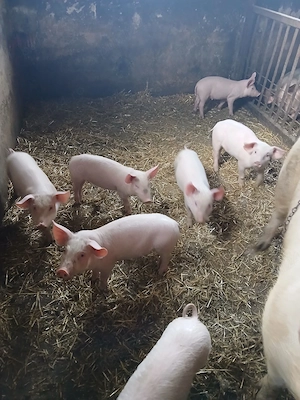 Porci Marele alb cu Landrace 