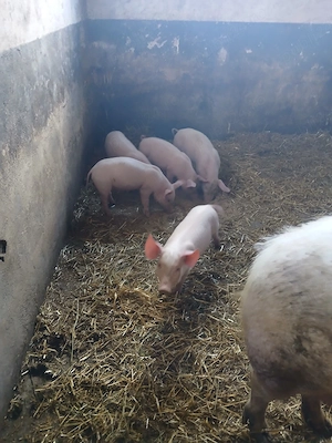 Porci Marele alb cu Landrace 