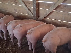 vând soldani 35-40  kg(masculi castraţi)