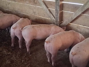 vând soldani 35-40  kg(masculi castraţi) - imagine 2