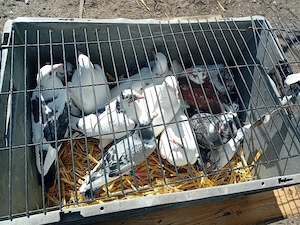 vind pui voiajori deparazitați și vaccinați  - imagine 3