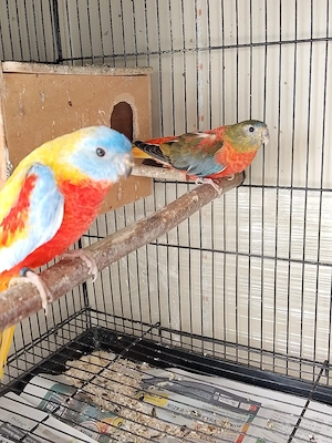  papagali neophema  - imagine 5