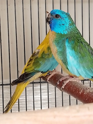  papagali neophema  - imagine 2