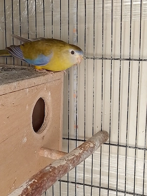  papagali neophema  - imagine 3