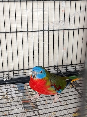  papagali neophema  - imagine 4