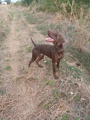 brac gelman  - imagine 3