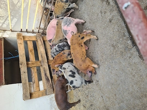 Vând 9 purcei,6 Femele și 3 Masculi - imagine 5