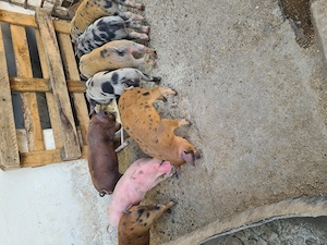 Vând 9 purcei,6 Femele și 3 Masculi - imagine 4