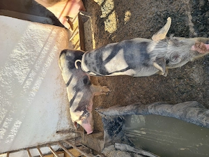 Vând 2 buc,1 F și 1 M. Pietrain cu Marele Alb