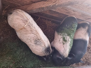 Vand 5 purcei bazna cu vietnamez - imagine 4