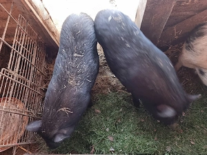 Vand 5 purcei bazna cu vietnamez - imagine 5