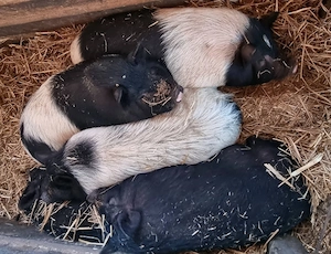 Vand 5 purcei bazna cu vietnamez - imagine 3