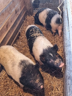 Vand 5 purcei bazna cu vietnamez - imagine 2