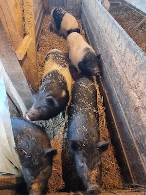 Vand 5 purcei bazna cu vietnamez