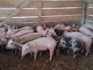 vând soldani 35-40 kg(masculi castraţi 