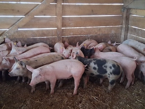 vând soldani 35-40 kg(masculi castraţi 