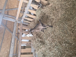 Vânzare animale  - imagine 5