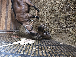 Vânzare animale  - imagine 4