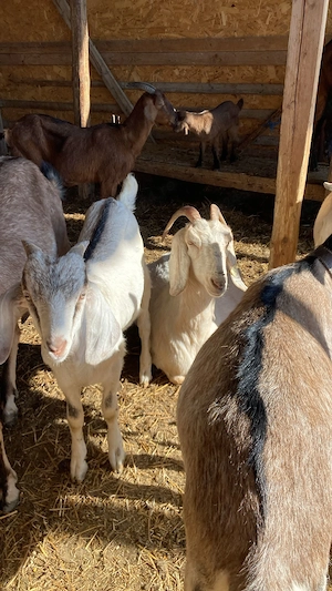 Vânzare animale  - imagine 2