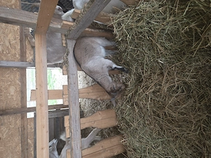 Vânzare animale  - imagine 3