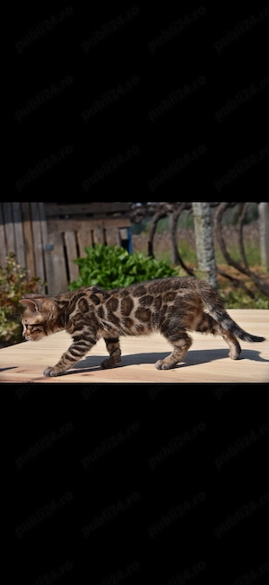 Pui Bengal Din Părinți Inregistrati TICA ( pedigree) 