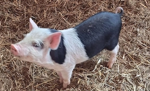 Vand 5 purcei  Bazna+ Vietnamez cu Landrace.  - imagine 3