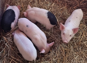 Vand 5 purcei  Bazna+ Vietnamez cu Landrace. 