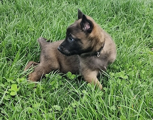 Pui ciobanesc belgian malinois disponibil - imagine 4