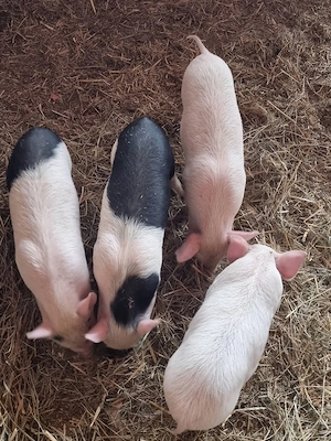 Vand 5 purcei  Bazna+ Vietnamez cu Landrace.  - imagine 2