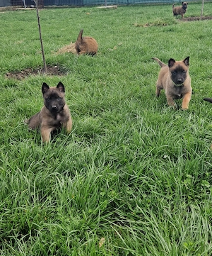 Pui ciobanesc belgian malinois disponibil - imagine 3