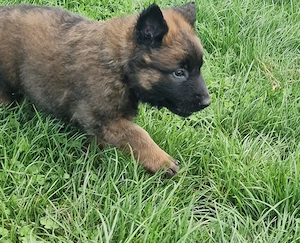 Pui ciobanesc belgian malinois disponibil - imagine 2