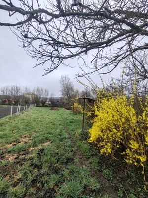 Casă spațioasă cu teren generos, aproape de centrul orașului Târgu Lăpuș  - imagine 19